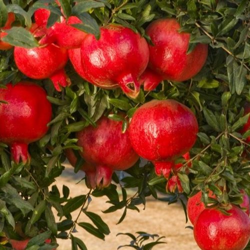 Pomegranate1 Pomegranate1