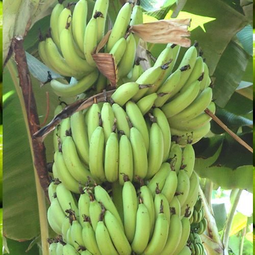 banana1 banana1