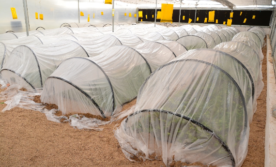 green house_02