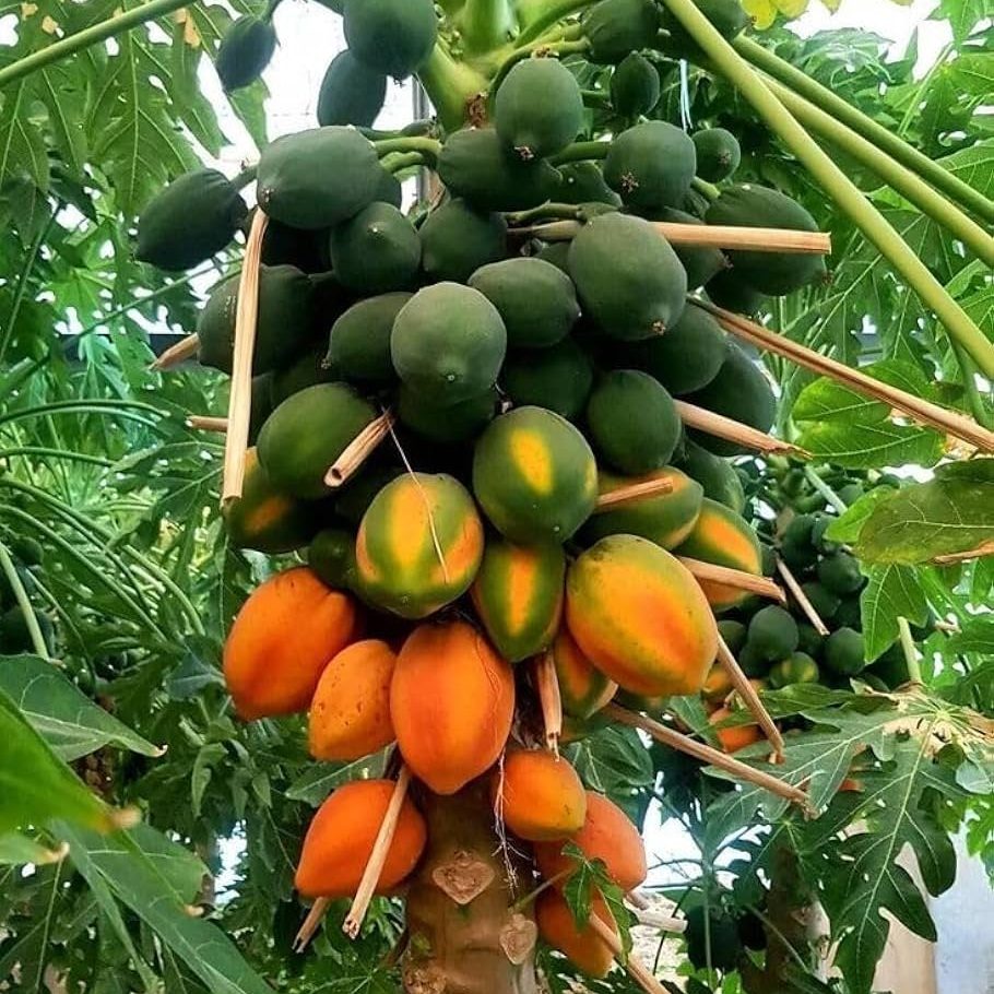 papayas papayas