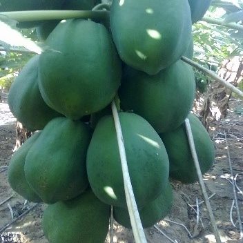 papaya