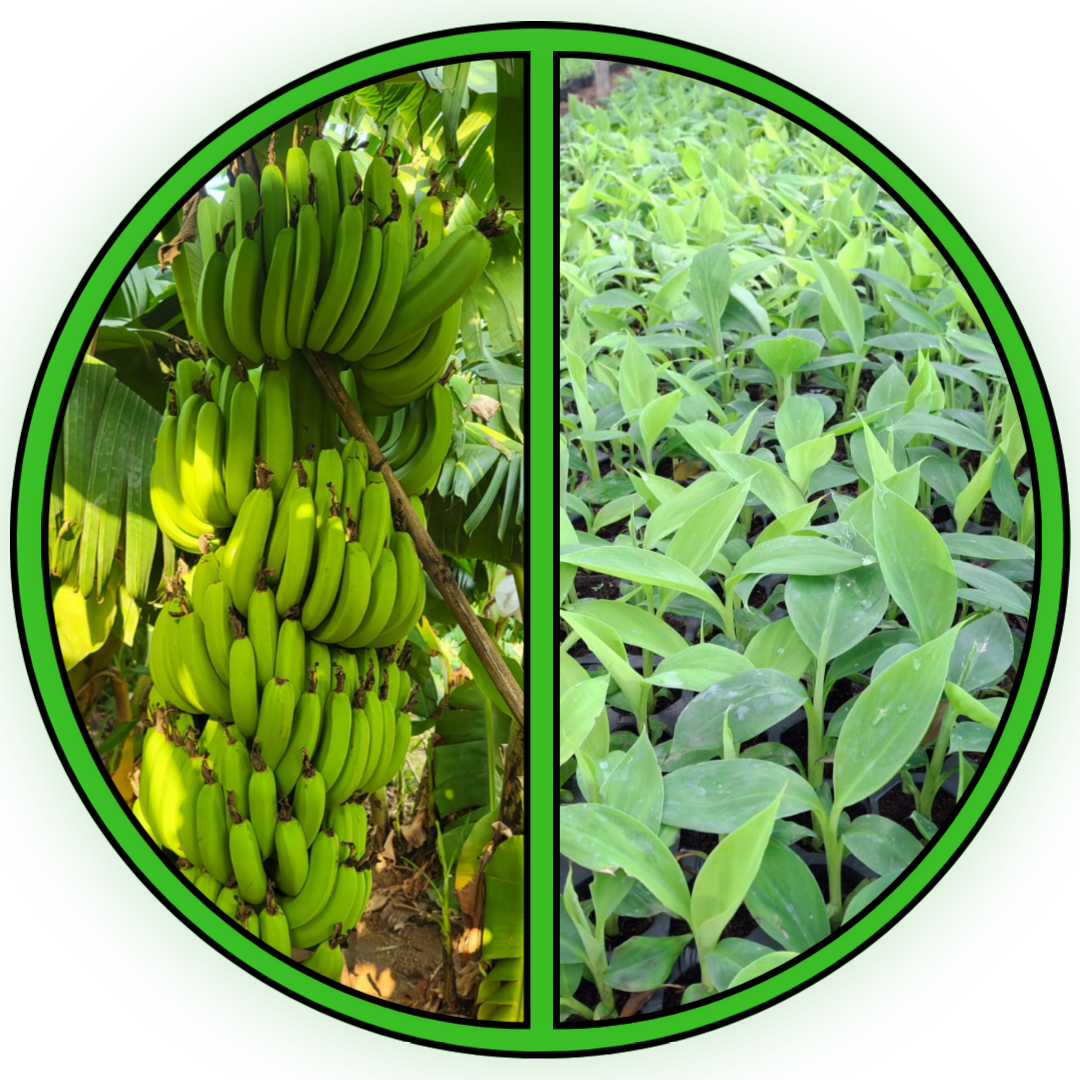BANANA