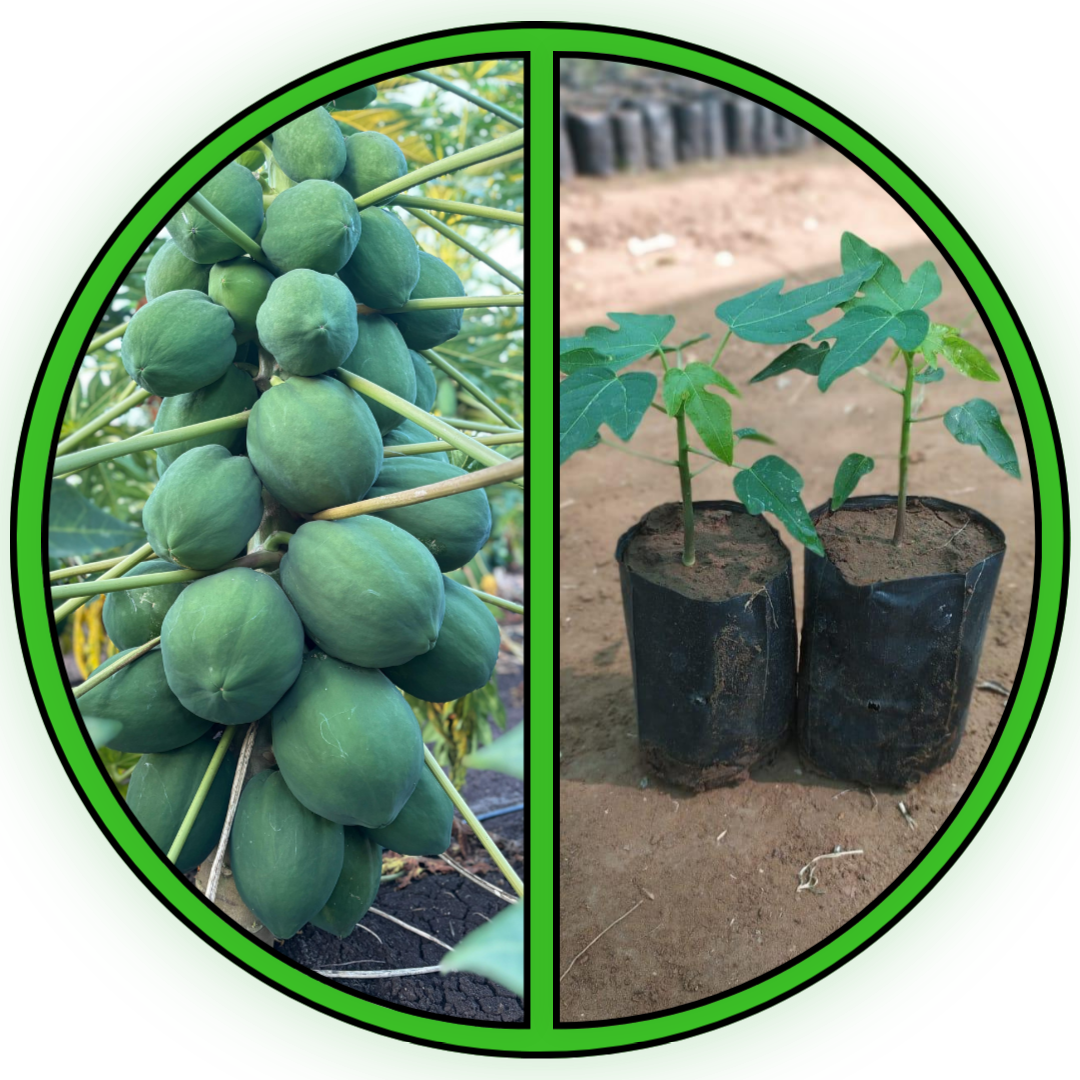 PAPAYA
